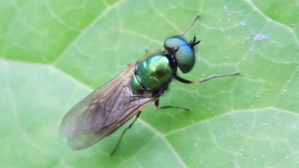 Chloromyia formosa?